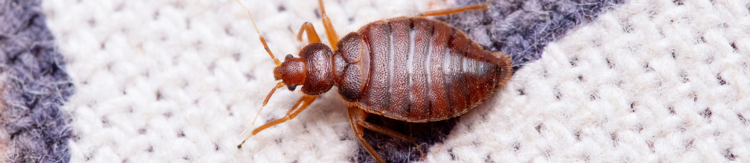 extermination punaises de lit